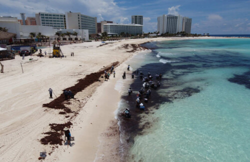 Cancun sargassum seaweed