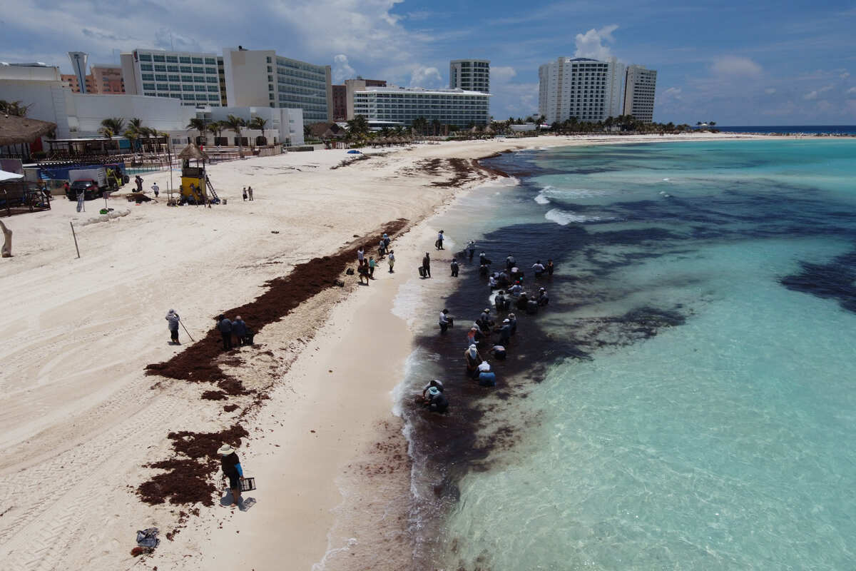 Cancun sargassum seaweed